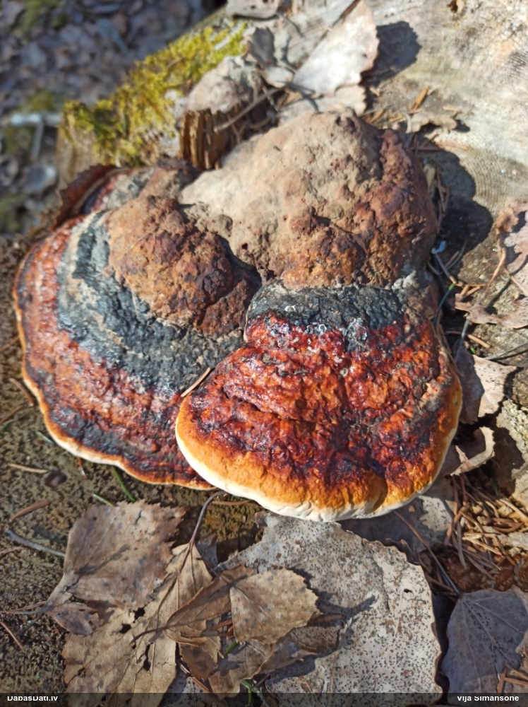 Окаймленный трутовик