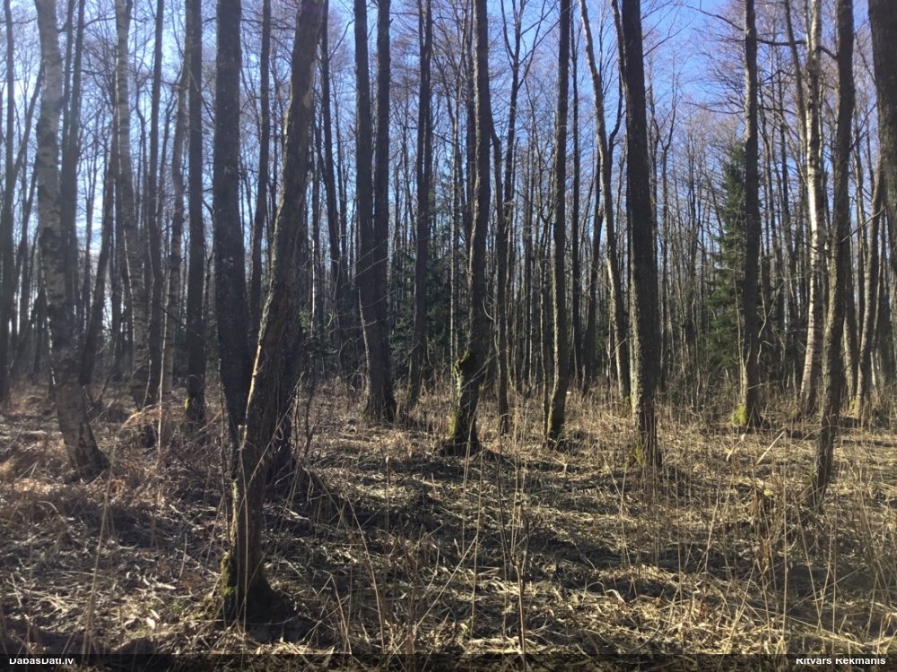 ольха черная