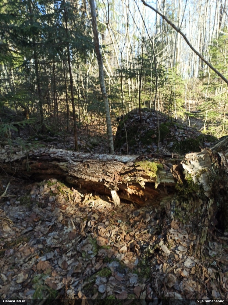 Krāterformas trihija