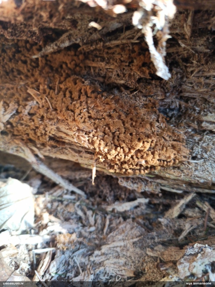 Krāterformas trihija