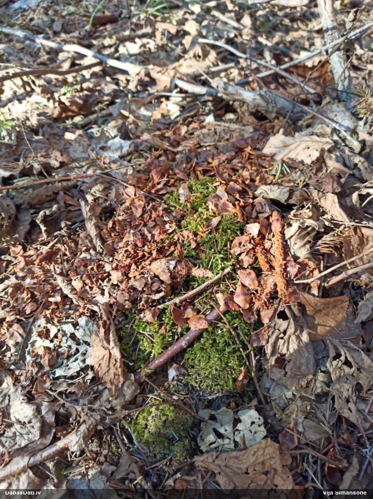 обыкновенная белка