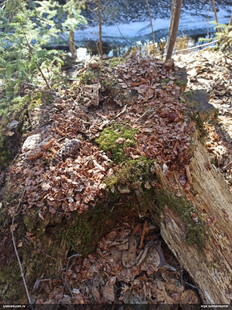 обыкновенная белка