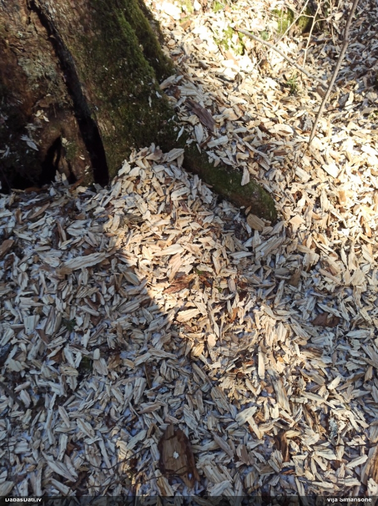 Dzenis/dzilna (nenoteikts)