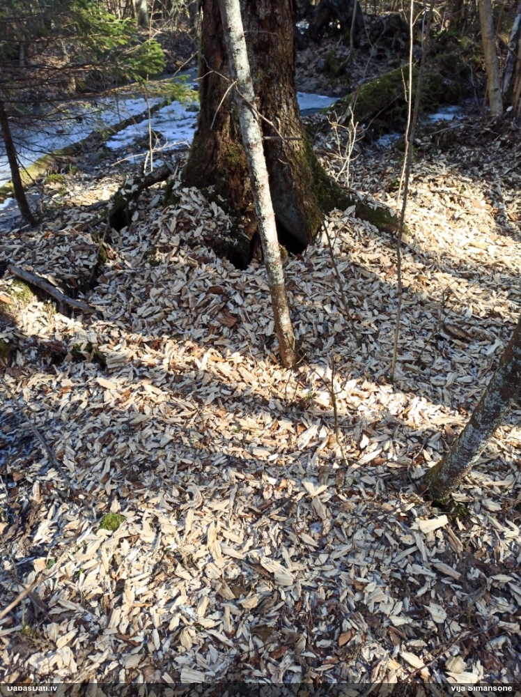 Dzenis/dzilna (nenoteikts)