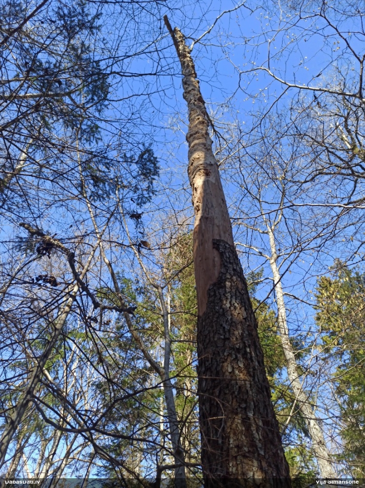 Dzenis/dzilna (nenoteikts)