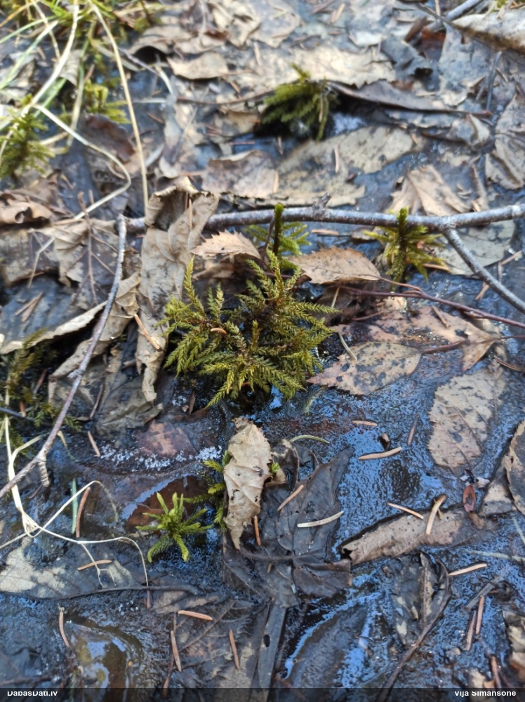 Parastā kociņsūna