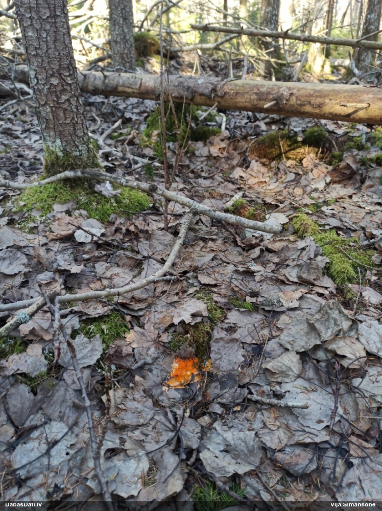 Inermīzija Byssonectria terrestris