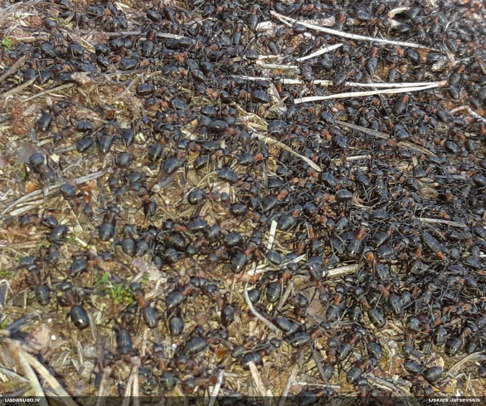 Rūsganā meža skudra