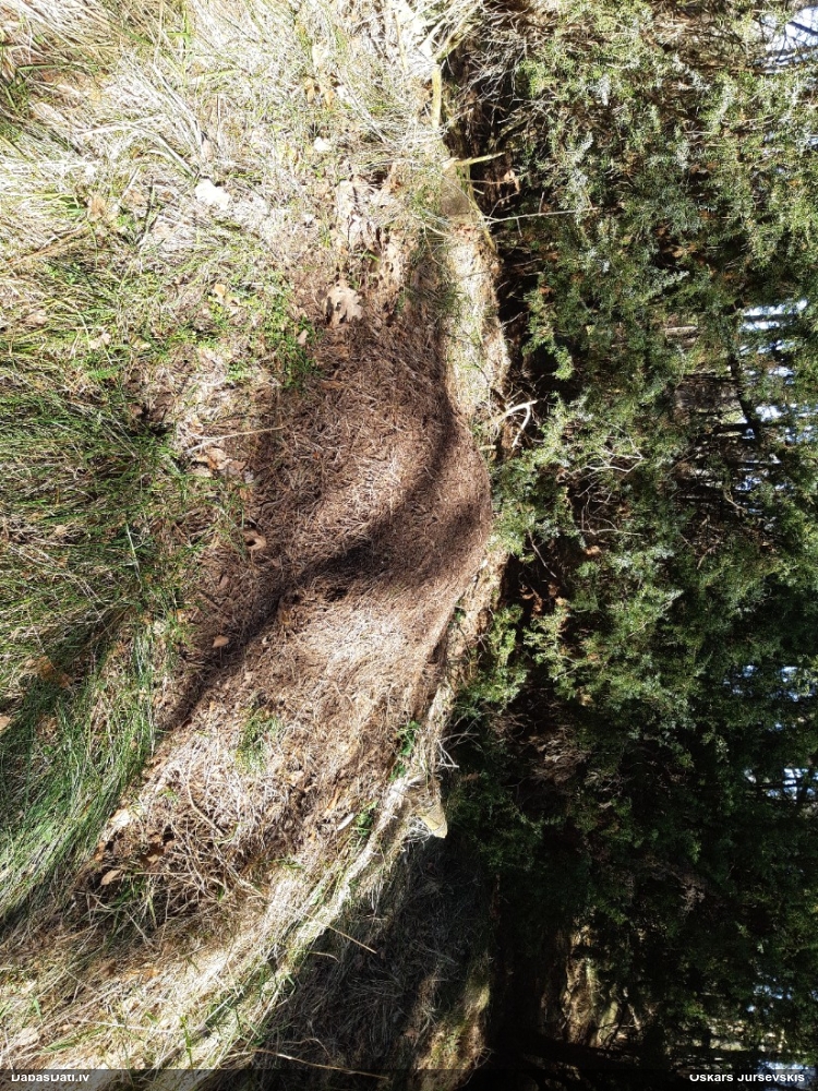 Rūsganā meža skudra