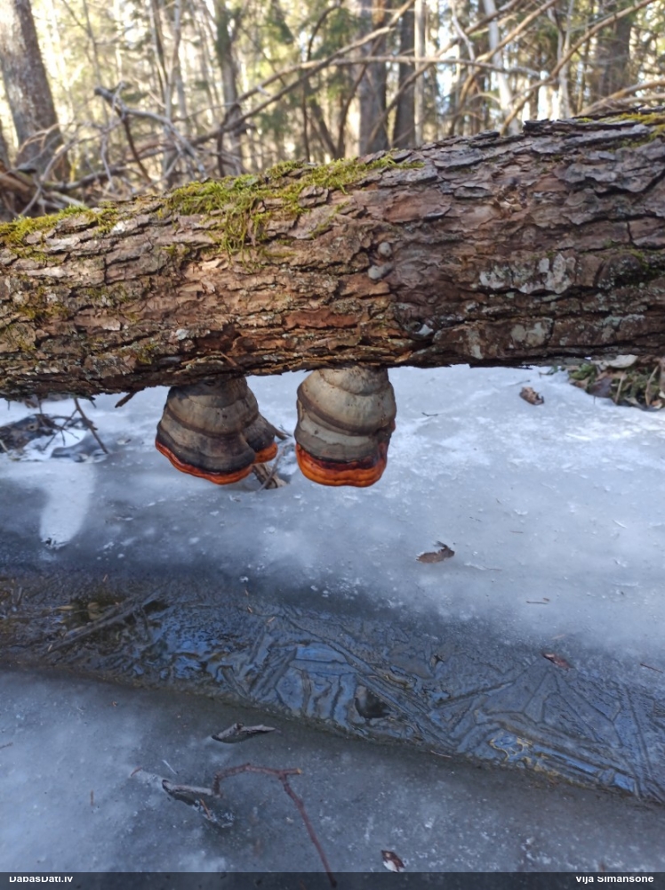 Окаймленный трутовик