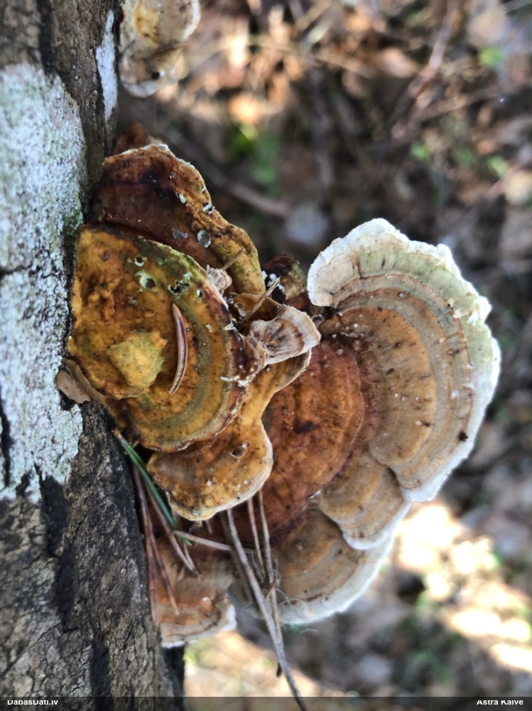 Dzeltenā tauriņpiepe