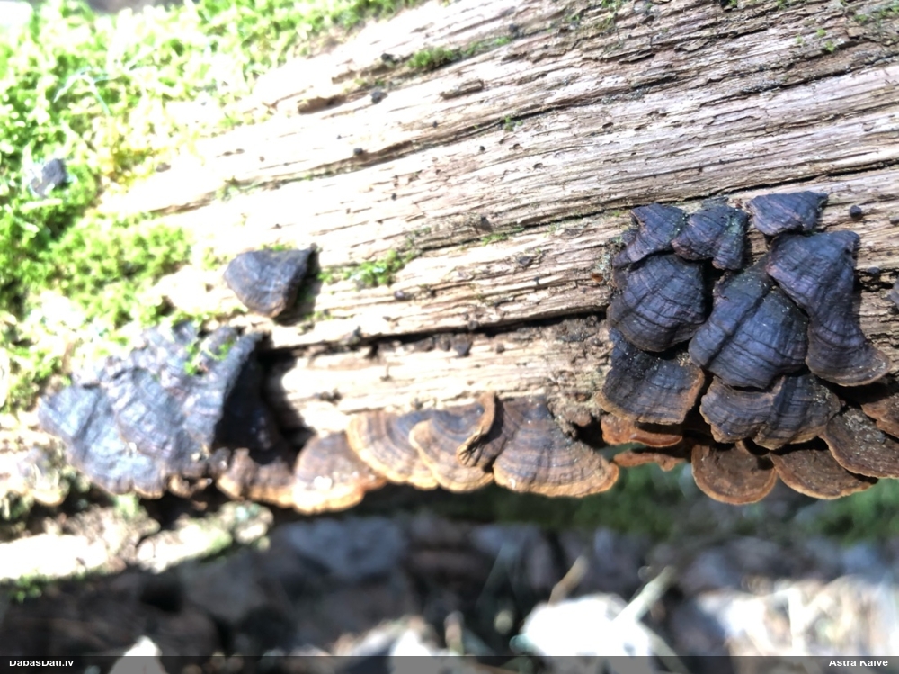 Ozolu brūnsvārcene