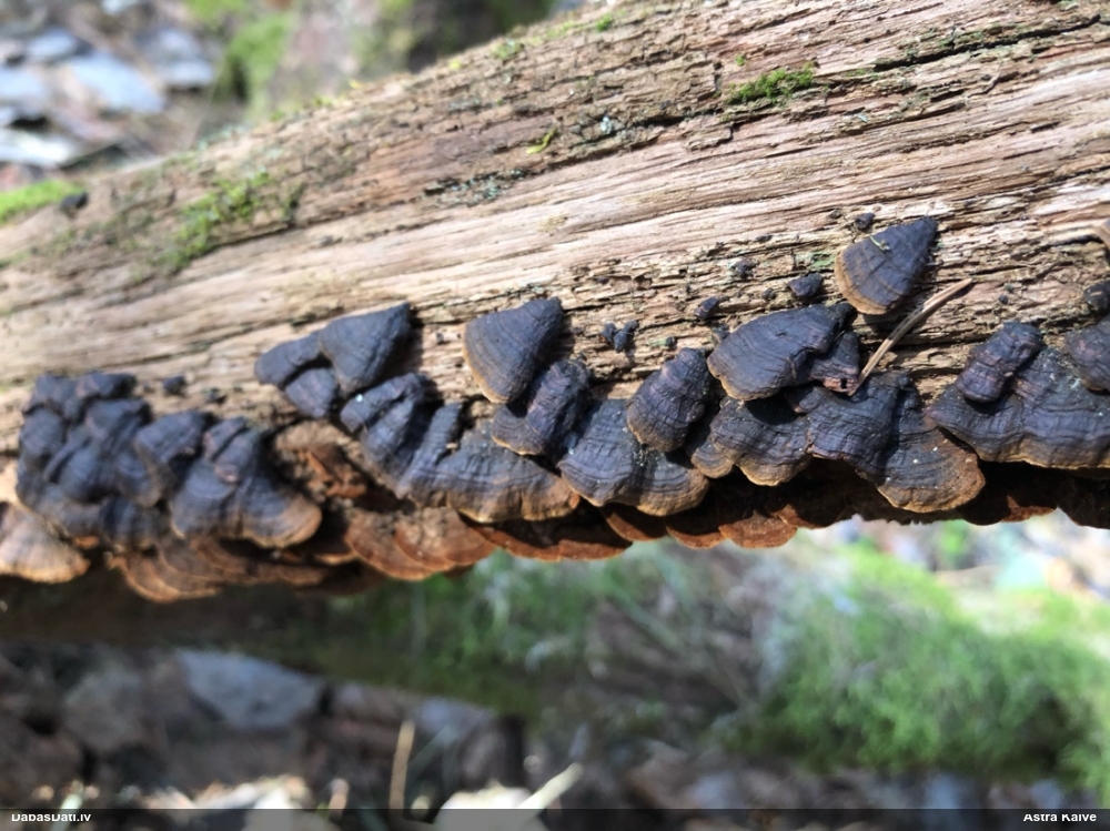 Ozolu brūnsvārcene