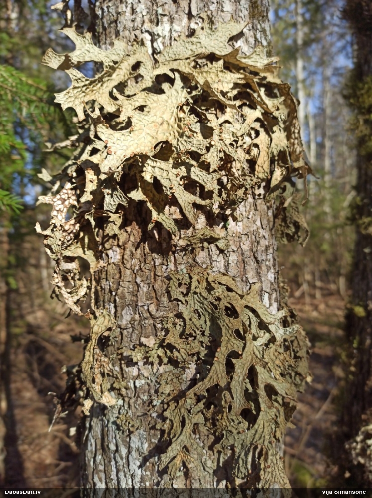 Parastais plaušķērpis