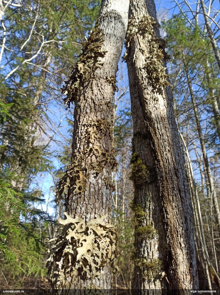 Parastais plaušķērpis