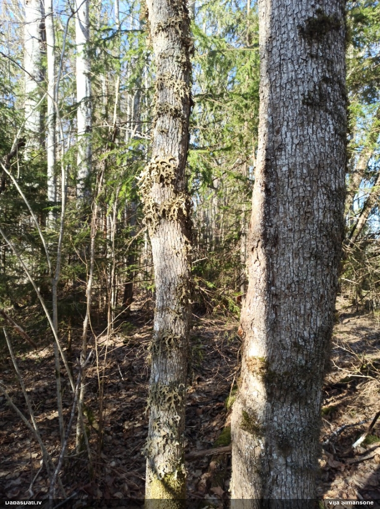 Parastais plaušķērpis