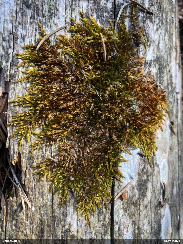 Ložņu platgredzene