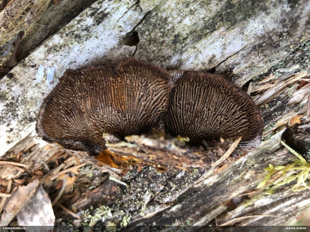 Parastā sētaspiepe