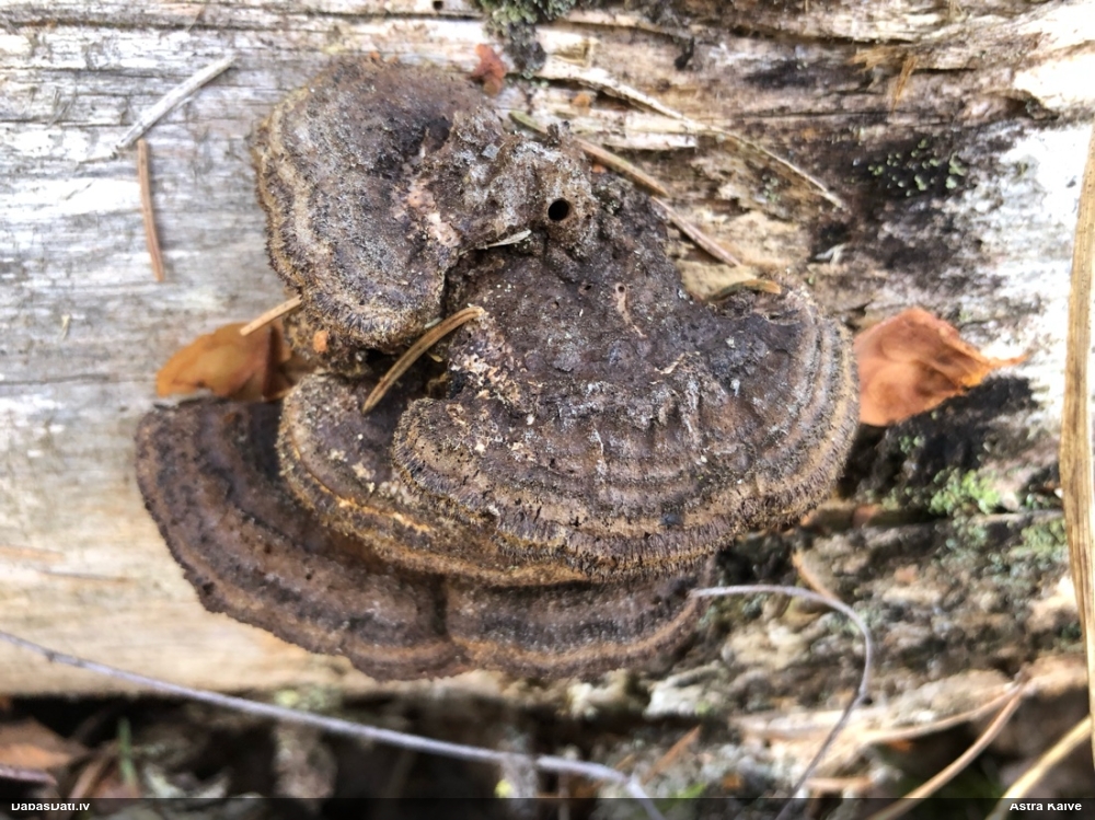 Parastā sētaspiepe