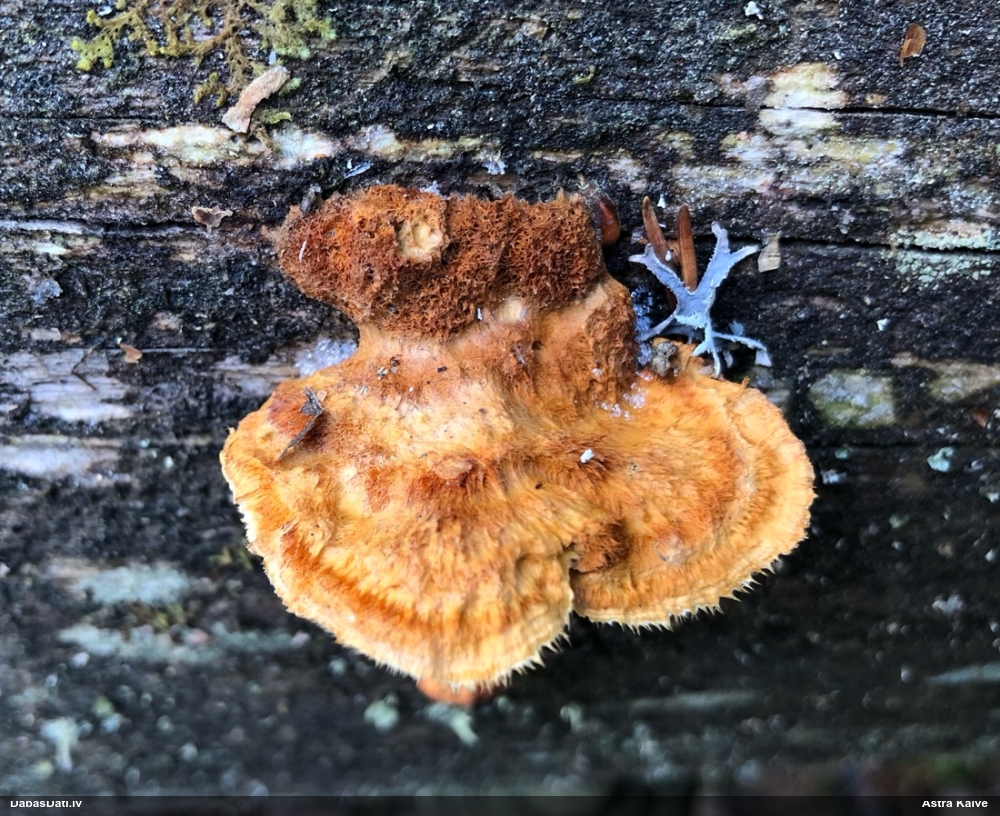 Liesmainā egļpiepe