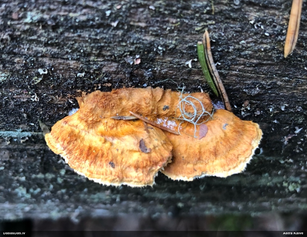 Liesmainā egļpiepe