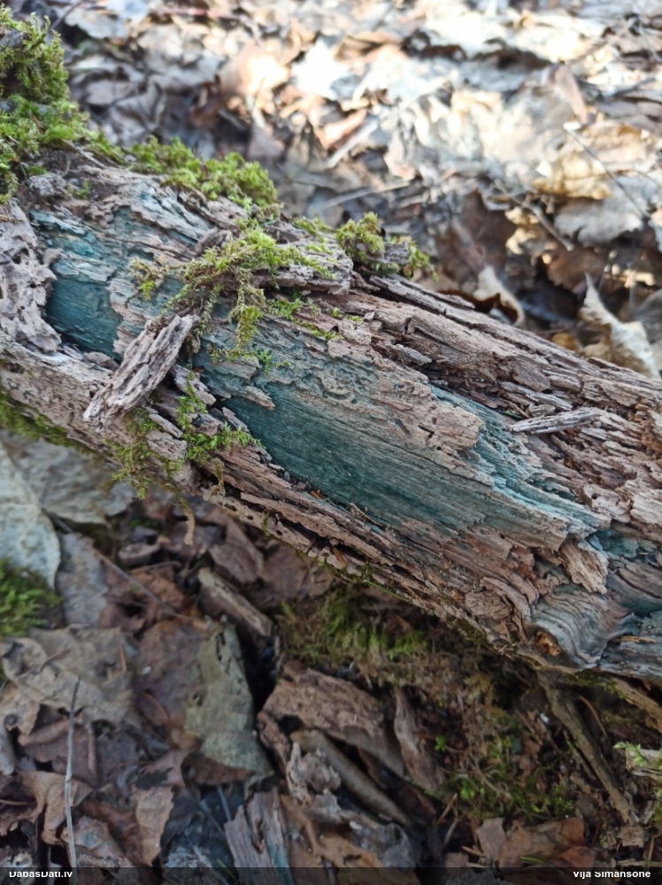 Zilzaļā hlorociborija