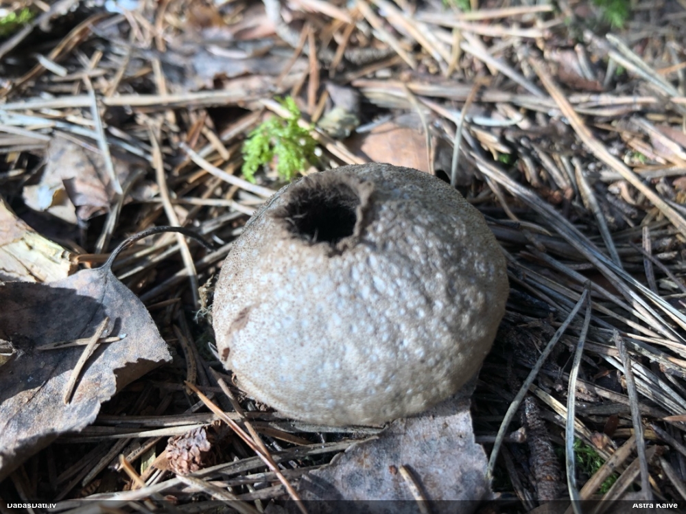 Kārpainais pūpēdis