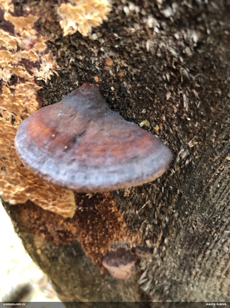 Rožainā apmalpiepe