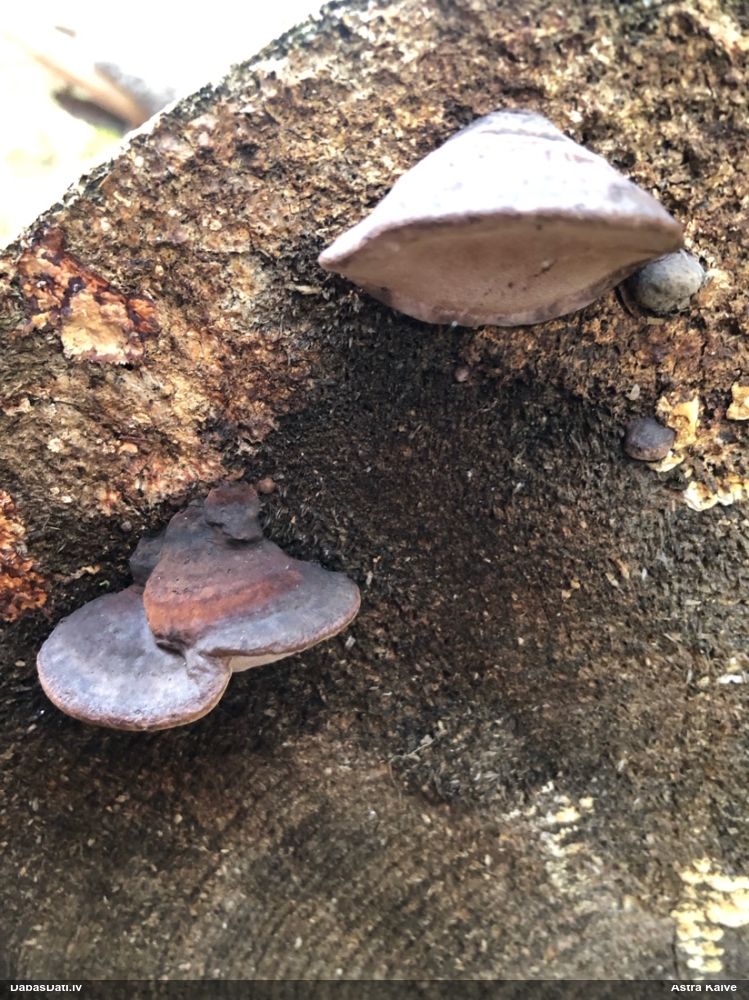 Rožainā apmalpiepe