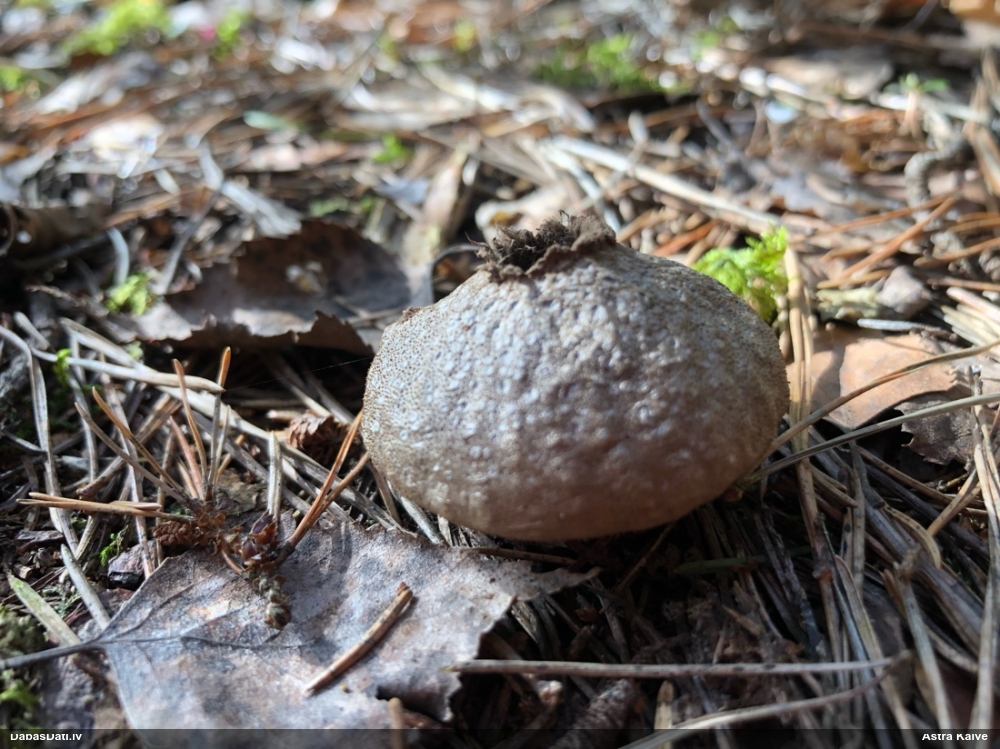 Kārpainais pūpēdis