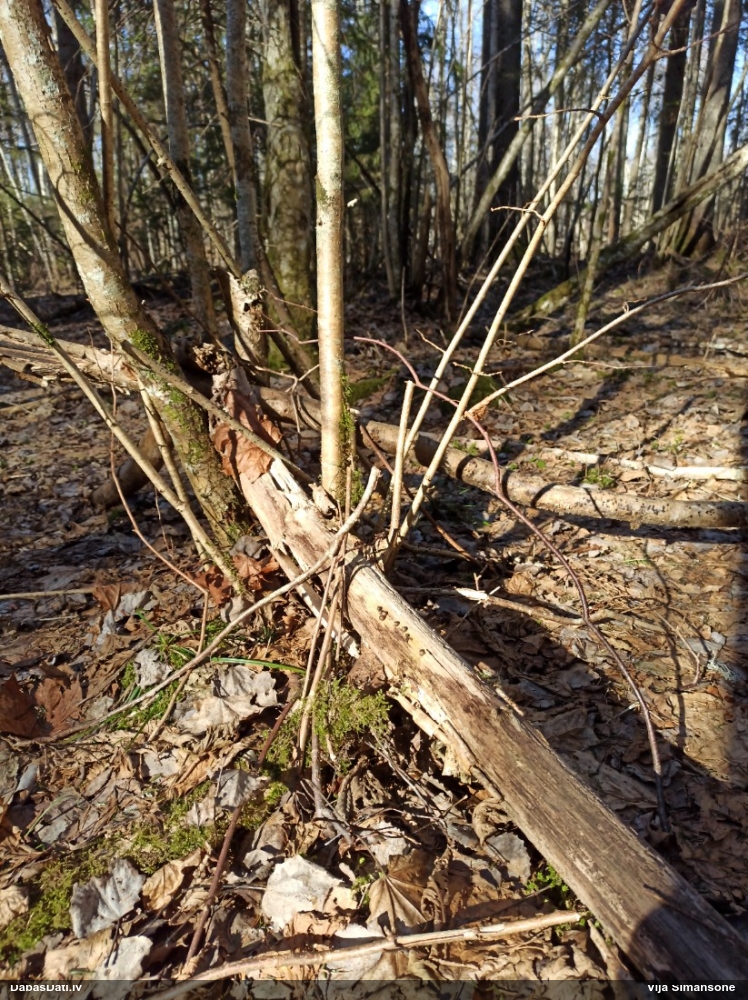 Koksnes vilkpienaine