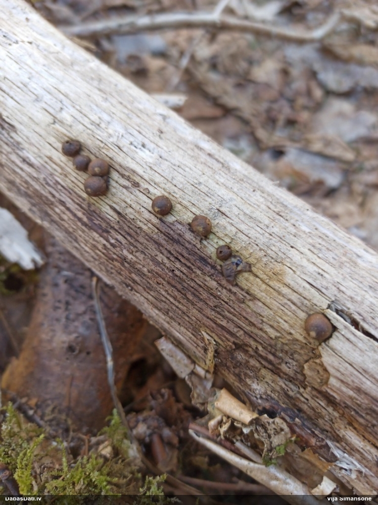 Koksnes vilkpienaine