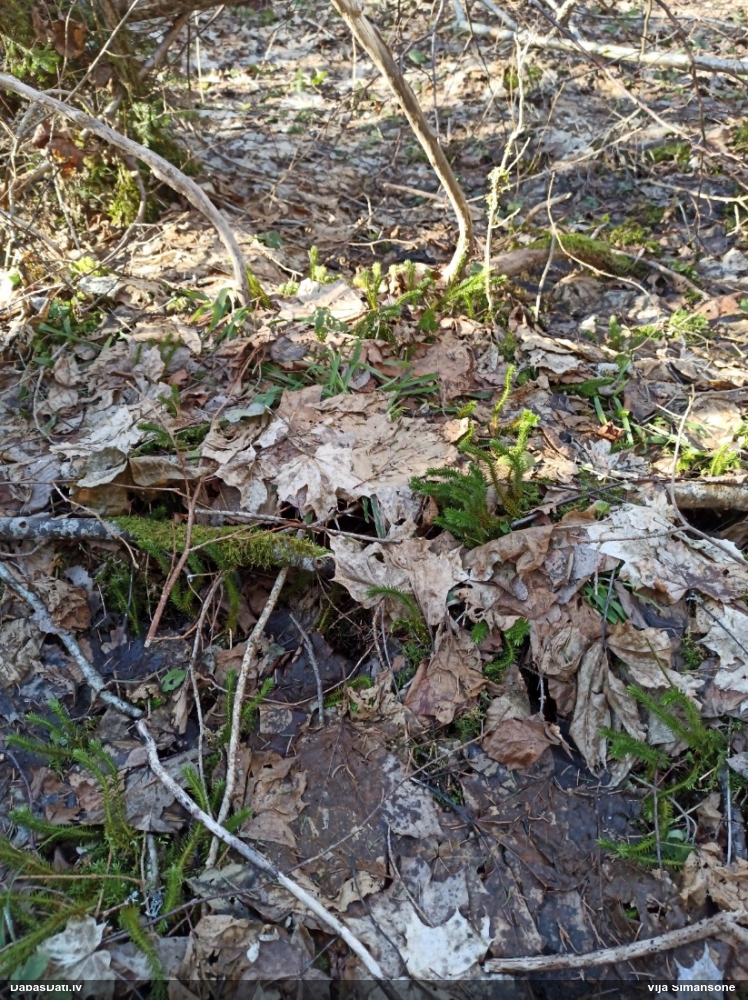 баранец обыкновенный