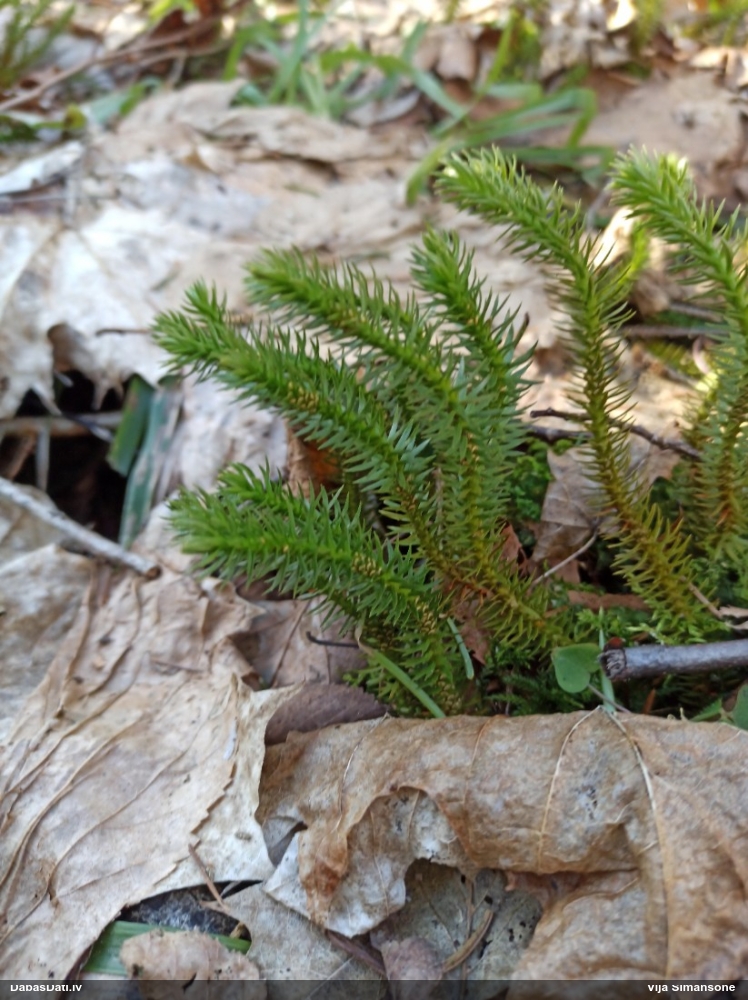 баранец обыкновенный