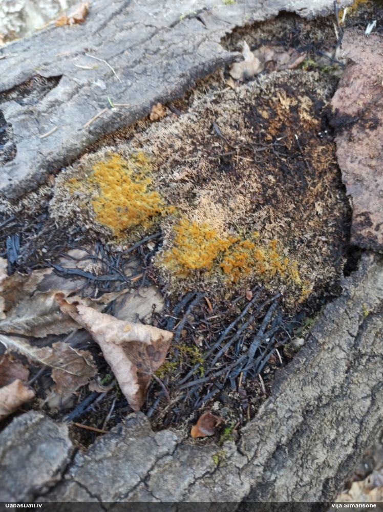 Daudzveidīgā trihija