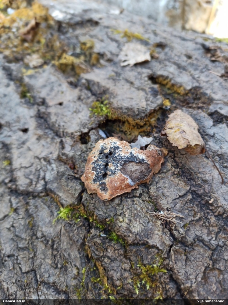 Gludais ragansviests