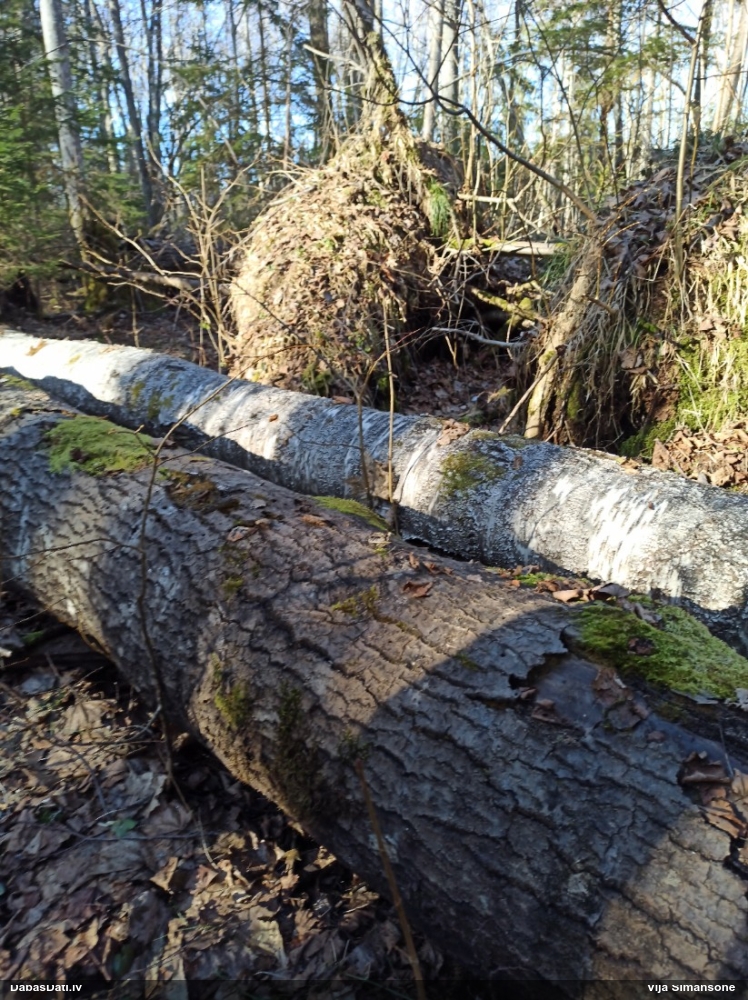 Gludais ragansviests