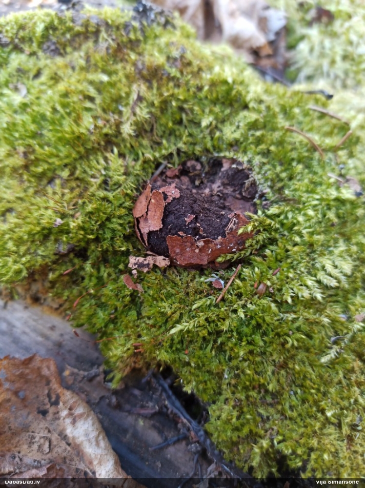 Gludais ragansviests