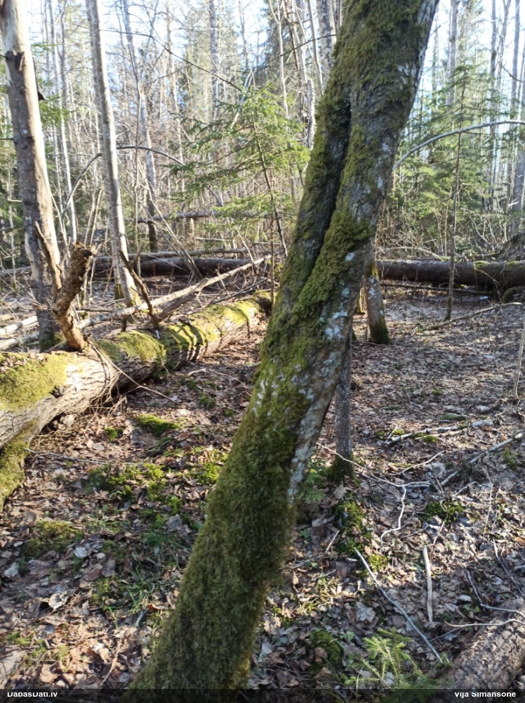 Dakšveida mecgērija