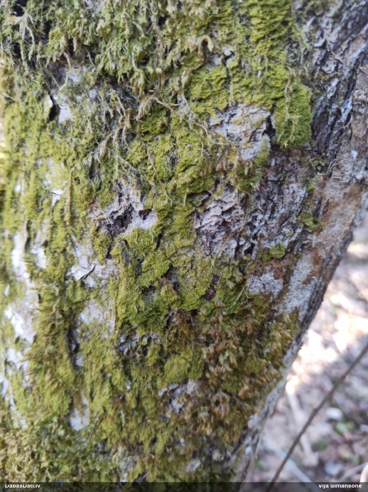 Dakšveida mecgērija