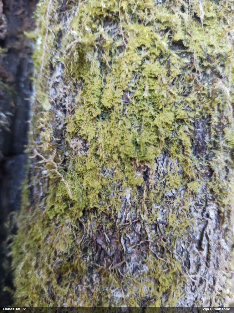 Dakšveida mecgērija