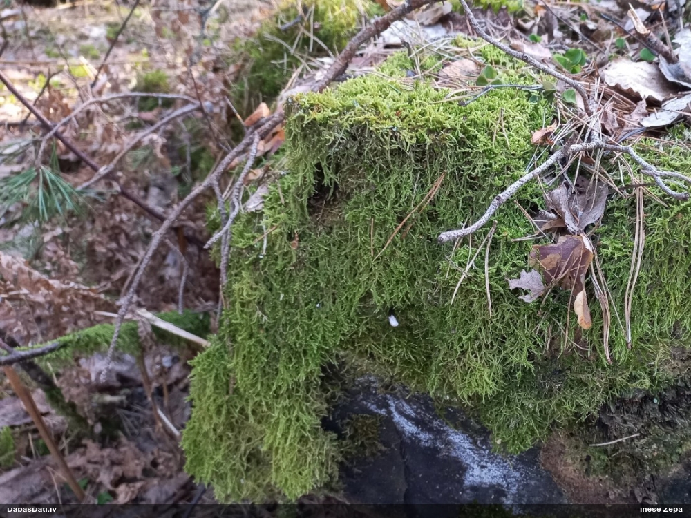 Šokolādes gļotsēne (nenoteikta)