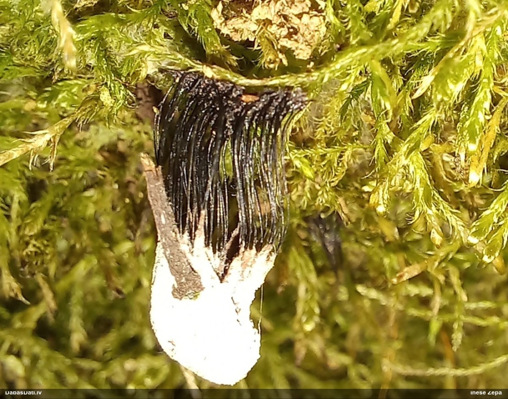 Šokolādes gļotsēne (nenoteikta)