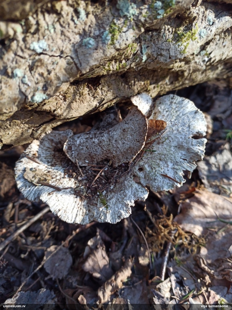 Kastaņbrūnā kātiņpiepe