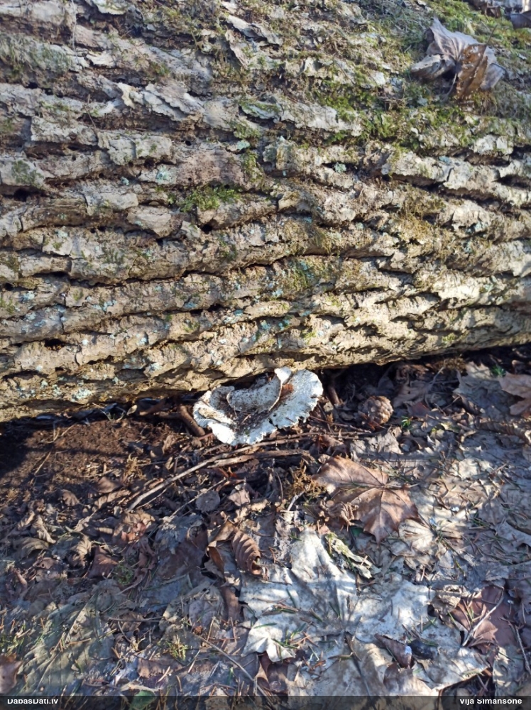 Kastaņbrūnā kātiņpiepe