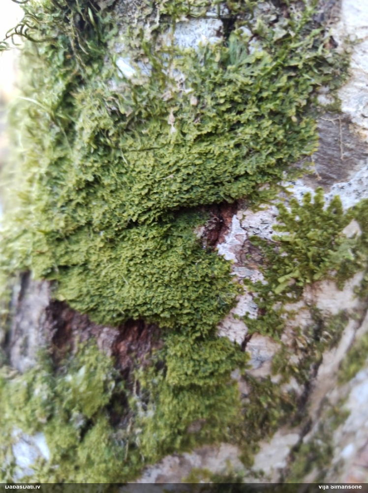 Dakšveida mecgērija