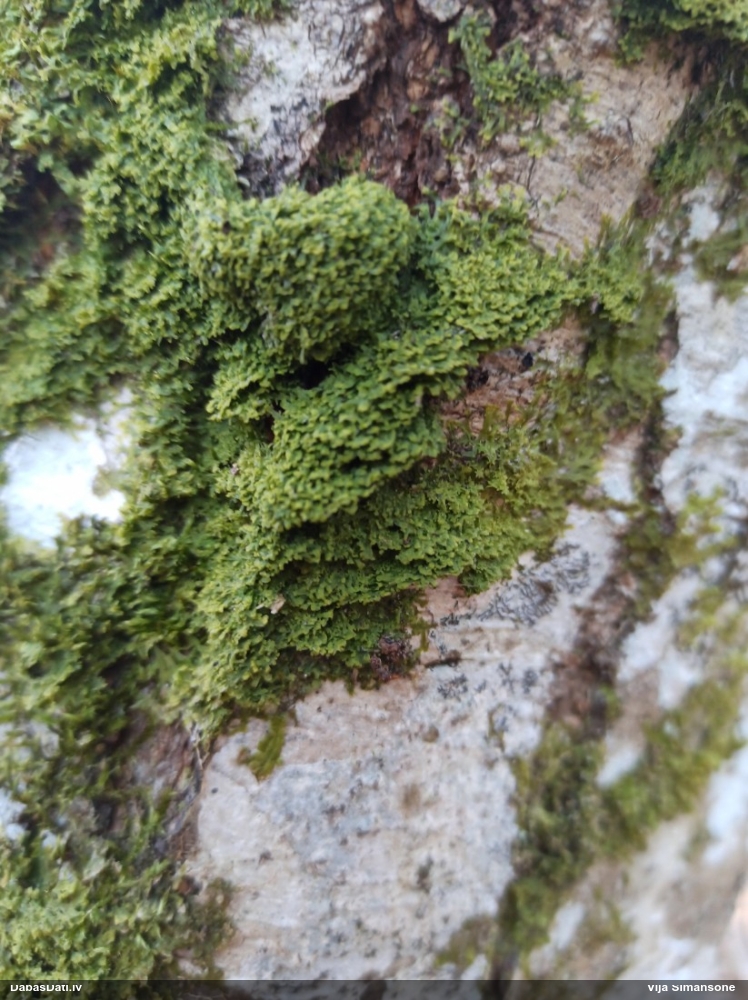 Dakšveida mecgērija