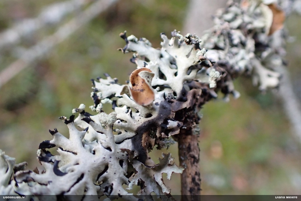 Pūslīšu hipogimnija