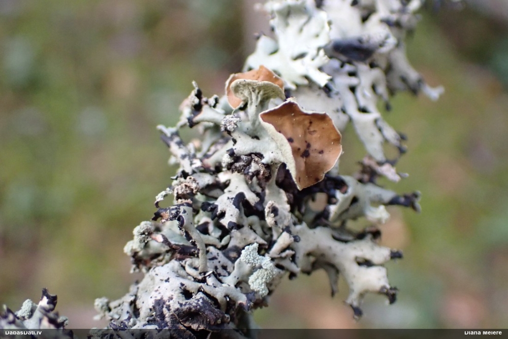 Pūslīšu hipogimnija