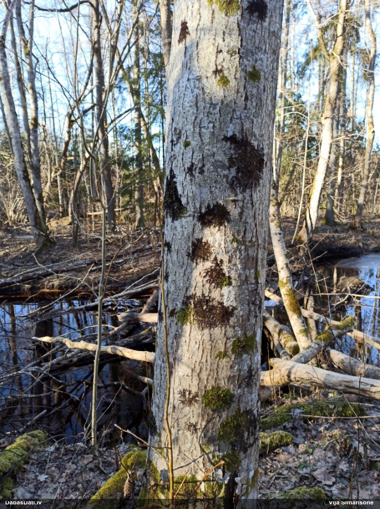 Izplestā frulānija